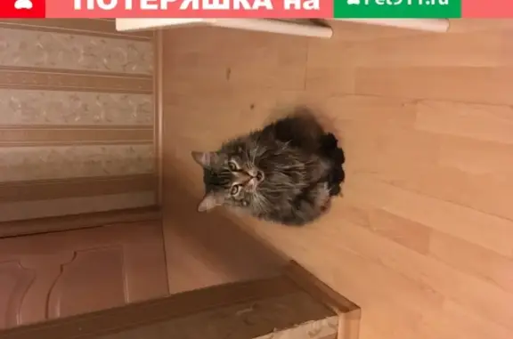 Пропала кошка Бусильда в Королёве, Московская область