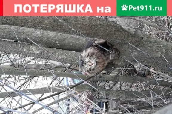 Найдена кошка возможно породы бобтейл на ул. Корсакова д 4 и 6
