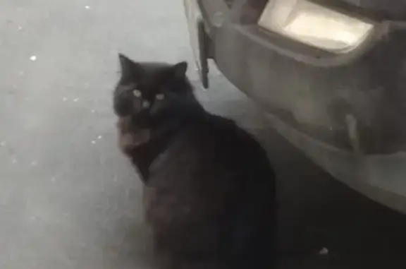 Найдена кошка возле метро Пролетарская
