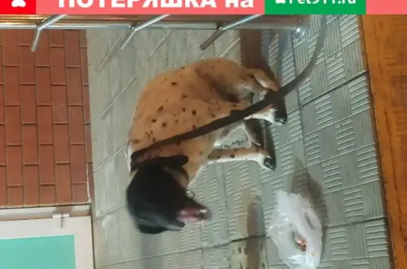 Собака найдена на ул. Димитрова 75 в Йошкар-Оле около Магнита.