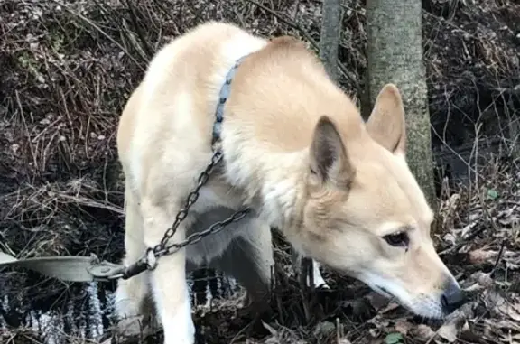 Найдена собака в парке Сосновка, СПб