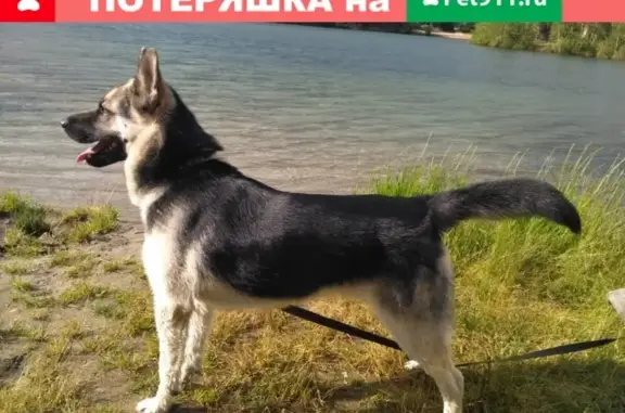 Пропала собака Граф в Золотово, Московская область