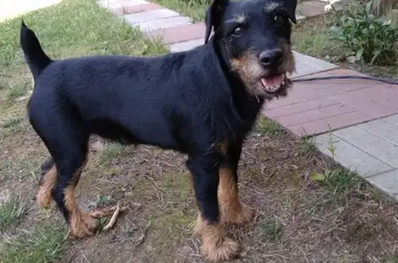Пропала собака Ягд-терьер в с. Крымское, Одинцовский район.