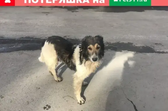 Найдена раненая собака возле Сбербанка в центре города