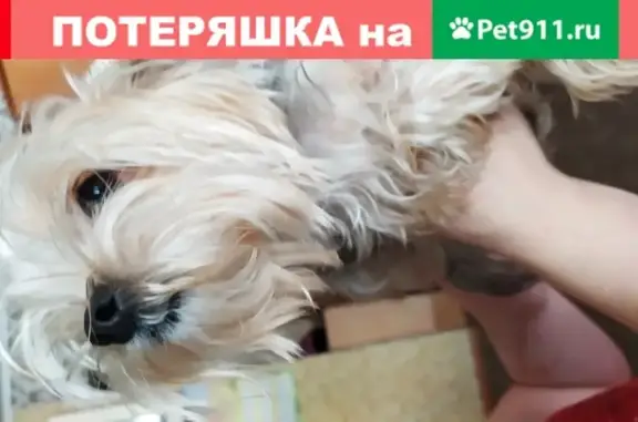 Пропала собака на ул. Спортивной, Новосибирск