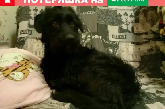 Собака Девочка найдена в Засосенской части города Елец
