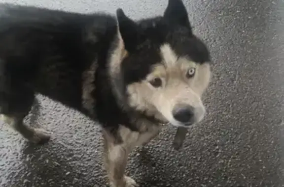 Найдена собака возле Метро в Люберцах на Новорязанском шоссе
