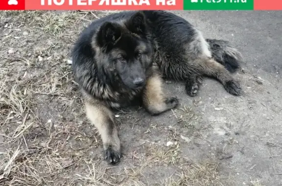 Найдена собака на пр-т Ленина 123
