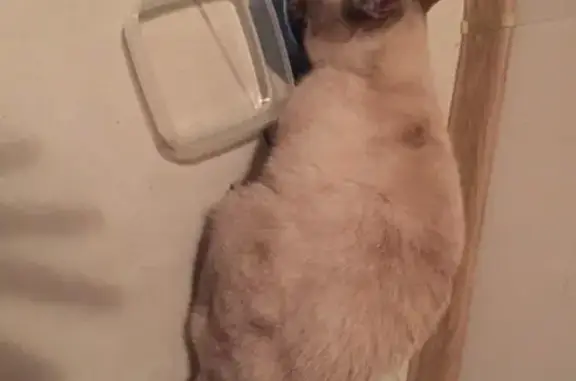 Найдена домашняя кошка на Заводской, Ростов-на-Дону