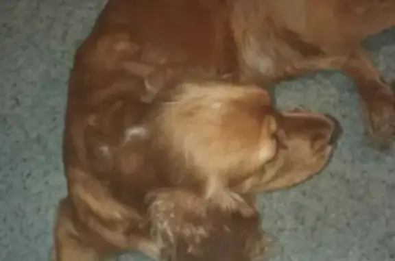 Собака Спаниэлька найдена в Томске