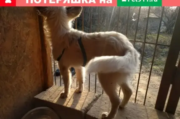 Найдена собака на улице Кузнецова, Волгоград