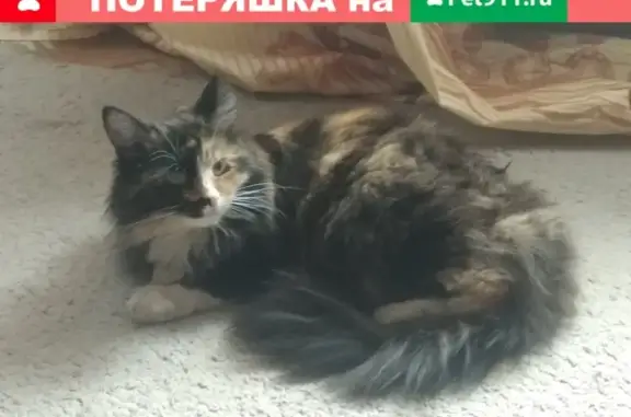 Найдена кошка на ул. Чертановская, 3к1