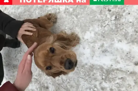 Найдена собака на улице Елизаровых 25, Томск