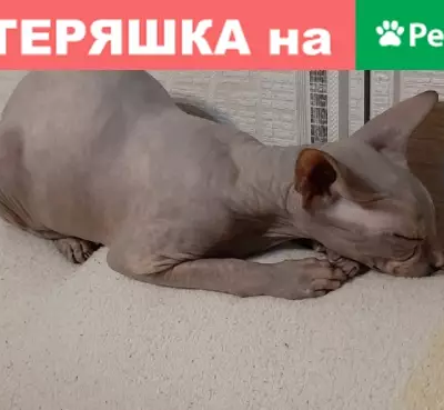 Пропала кошка в Ульяновске, микрорайон Новый Город