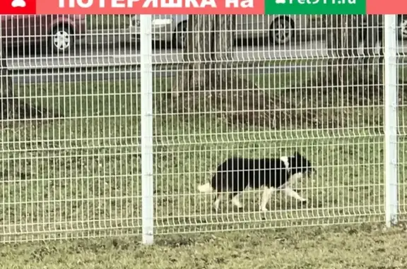 Собака найдена возле МЦК Балтийская, ищет хозяина.
