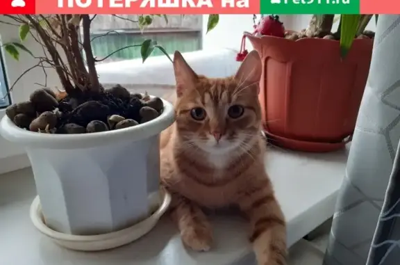Пропала кошка Кузя в Химках на Пролетарской улице