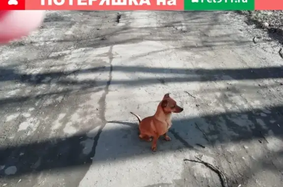 Потерянная собака на ул. Металлургов, д.27 (Тула)