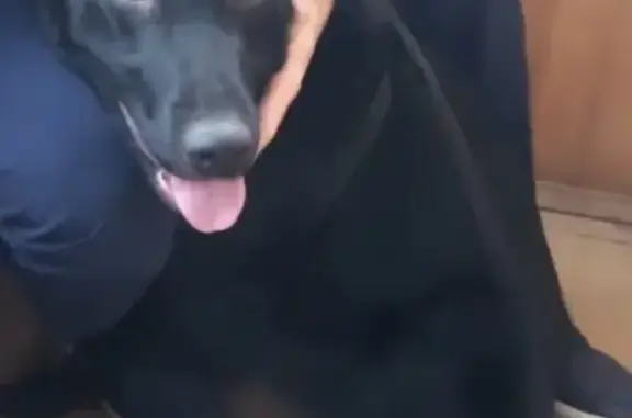 Пропала собака в районе станции Вохны, чёрный окрас с белым пятном, щенок.