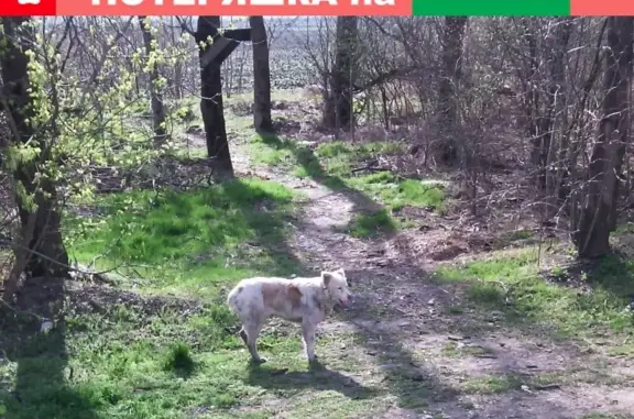 Найдена белая собака в Славянском микрорайоне