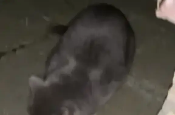 Найдена красивая серая кошка в Южном Бутово