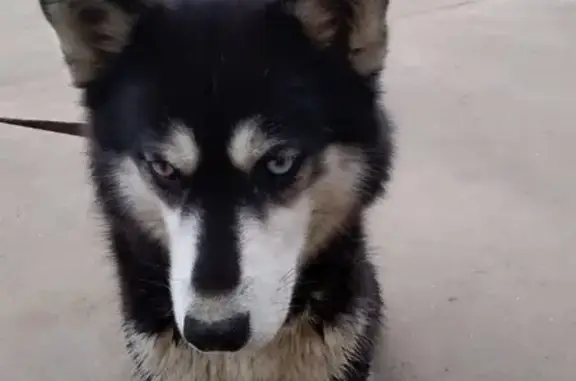 Собака Хаски найдена в Московской области.