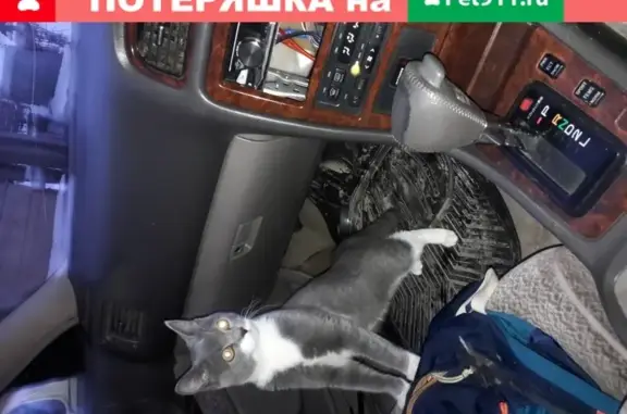 Пропала кошка Коржик на Колхозной улице в Томске