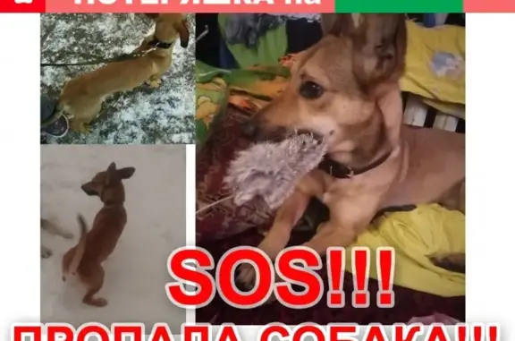 Пропала собака Мальчик Джек во Владимире, микрорайон Юрьевец