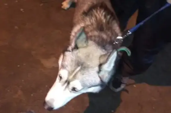 Найдена собака Пацан на Елецкой улице