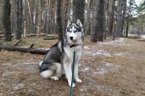 Собаки потеряшки, Воронеж, фото: Потеряшка хаски в Коминтерновском районе, Воронеж.