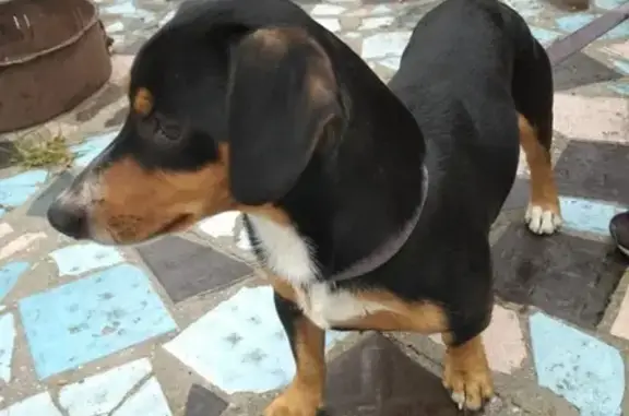 Собака найдена у памятника в Севастополе.