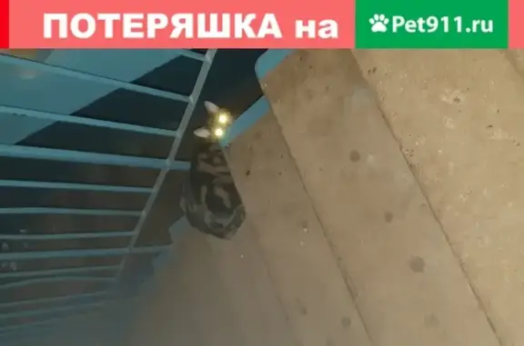 Найдена кошка в 4 подъезде на ул. Героев Сибиряков, 16