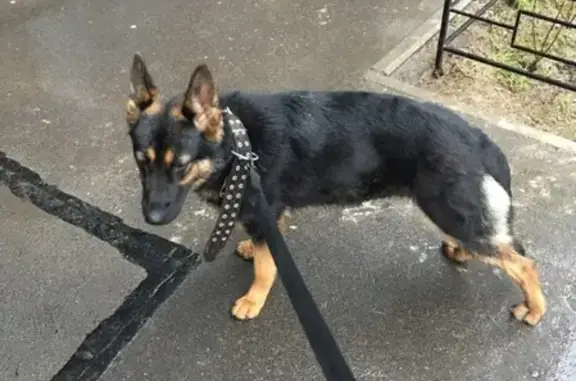 Собака найдена в районе Озерков, СПб