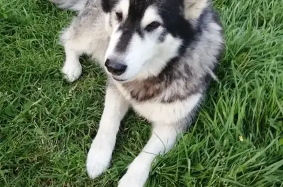 Собаки потеряшки, Калининград, фото: Потеряшка собака в Малом Лесном, Калининграде.