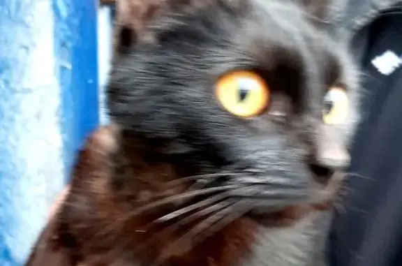 Молодой кот с содранной шеей найден на ул. Дзержинского