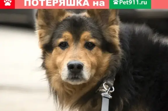Найдена собака в Одинцовском округе!