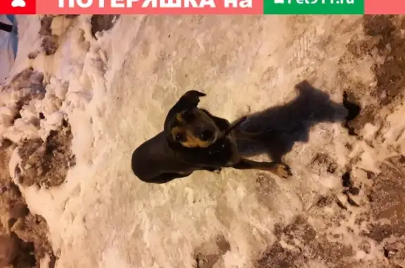 Собака найдена на улице Николаевой-Терешковой в Петропавловске-Камчатском.