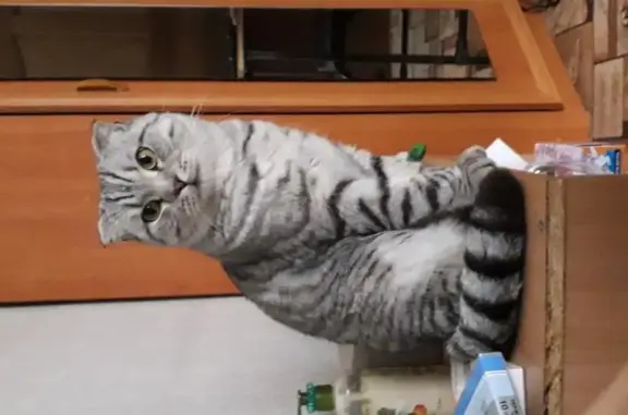 Потерянные животные Новосибирск, фото: Пропал кот Макс на улице Планетной (Новосибирск)