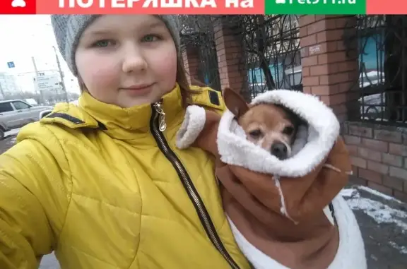 Объявления о пропавших и найденных животных, Волгоград, фото: Пропала собака Чак, той-тырьер в Волгограде на пр. Маршала Жукова, 89