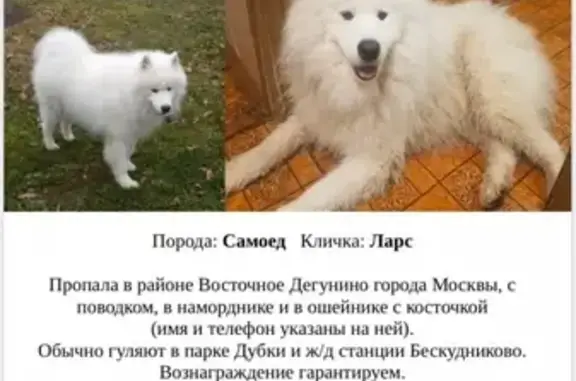 Пропала кошка Ларс в Москве с поводком