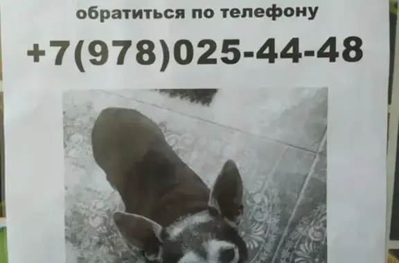 Пропала собака породы Той-Терьер в Заречном, Крым