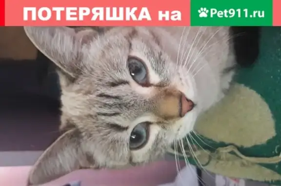 Пропала бело-серая кошка на пр. Ленина 113/Б в Кемерово