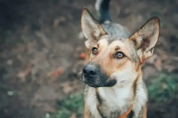 Собаки потеряшки, Москва, фото: Потеряшка собака Пони в поселке Капитан Клаб