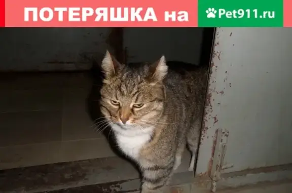 Кошка с белым пятнышком на носу и серым ошейником в Москве