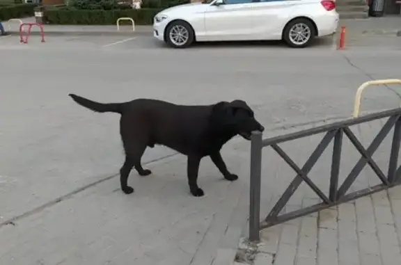Найдена собака, Ростов-на-Дону, фото: Найден породистый лабрадор на ул. Вересаева