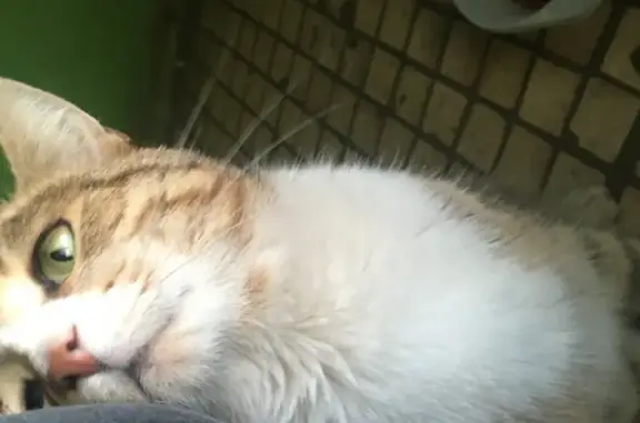 Найден котик на Шоссейной, Раменское, Московская область