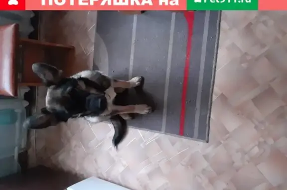 Найдена собака Метис немецкой овчарки в Щёлково