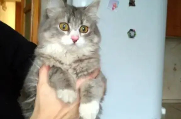 Найдена кошка в Заволжском районе Ярославля