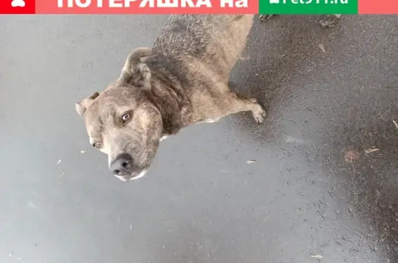 Найдена добрая собака в Лигачево, Московская область