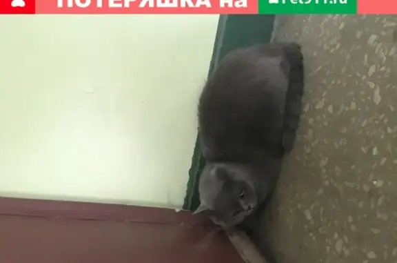 Найден серый британский кот в Долгопрудном