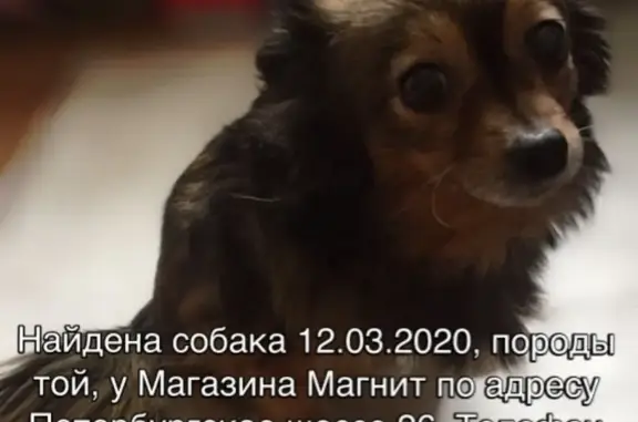 Найдена собака в Твери, Россия